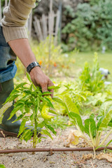 Fototapeta premium Hands of a young men harvesting mature green peppers.