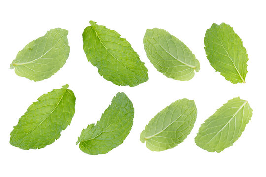 mint leaf isolated on white background