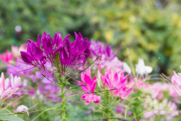 Fototapeta premium Purple spider flower in the garden
