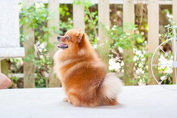 Cute Pomeranian dog portrait at home