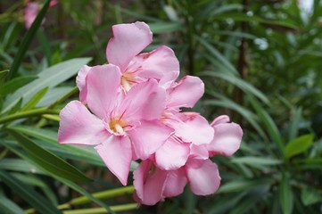 Pale pink flower clusters of nerium oleander (pink laurel)