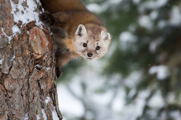 Pine Marten, Martes Americana, peeking down from a snowy pine tree.  It seems curious yet shy.