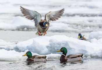 Mallards
