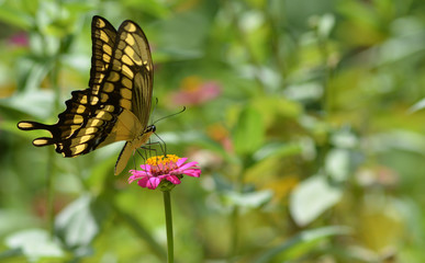 Buterfly garden pink flower