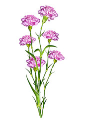 Fototapeta na wymiar Bouquet of flowers carnation.