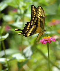 Buterfly garden pink flower