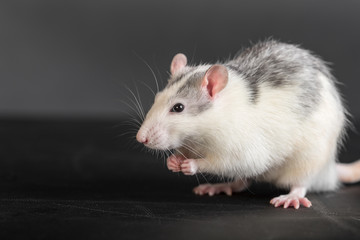 domestic rat closeup