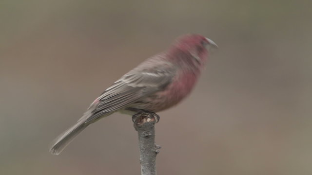 House Finch (Carpodacus mexicanus) - Male 1