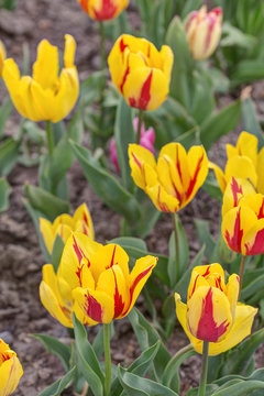 yellow-red tulips in spring