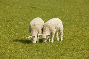 Fototapeta premium Lämmer auf dem Deich