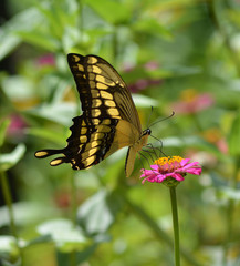 Buterfly garden pink flower