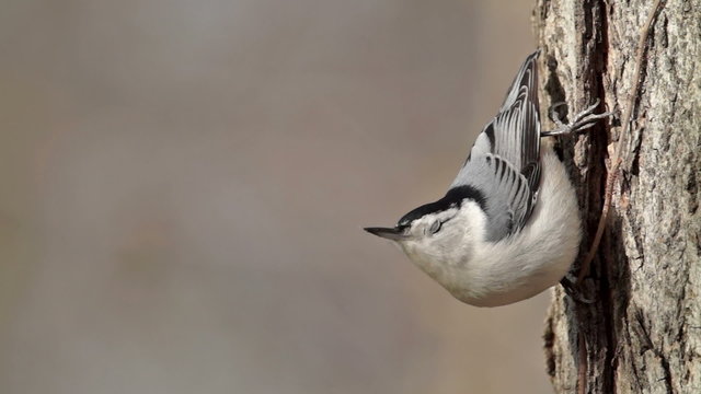 White-breasted Nuthatch (Sitta carolinensis) 2