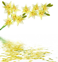 Flower lily isolated on white background.