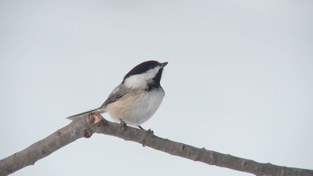 Black-capped Chickadee (Poecile atricapillus) 5