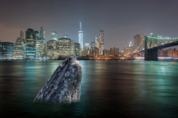 whale in manhattan river at night © Andrea Izzotti