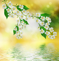 Obraz premium White jasmine flower.