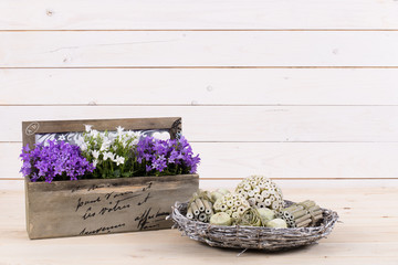 Frühlingsblumen in bunten Gießkannen vor Holzhintergrund