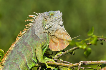 Green Iguana