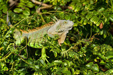 Green Iguana © hakoar