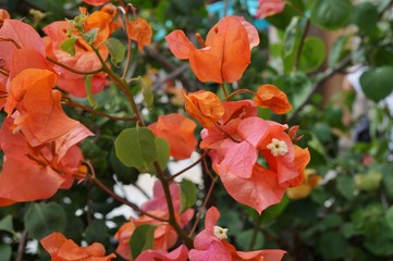 Orange yellow flowers of a tropical Bougainvillea vine