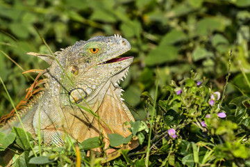 Green Iguana