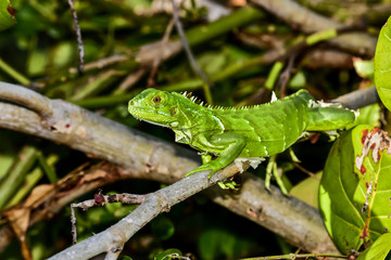 Green Iguana