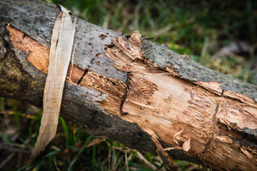 Wood with scraped bark