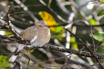 White-winged Dove