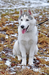 Siberian Husky dog on the walk