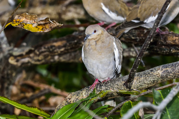 White-winged Dove