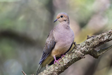 Mourning dove