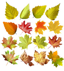 autumn leaves isolated on white background