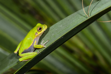 Green Treefrog