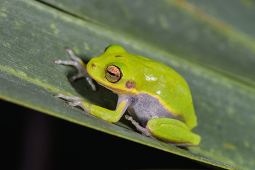 Green Treefrog