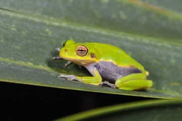 Green Treefrog