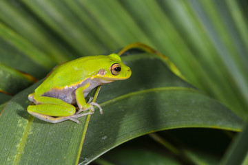 Green Treefrog