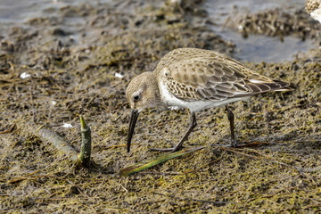 Dunlin