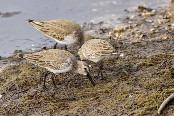 Dunlin