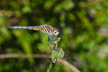 Blue Dasher