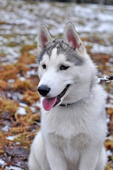 Siberian Husky dog on the walk
