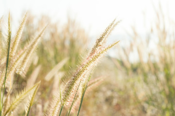 Grass flowers