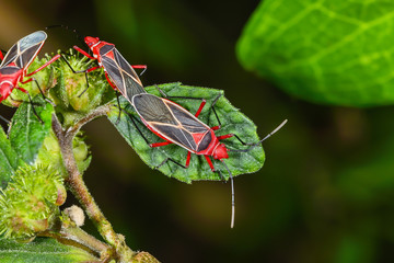 Cotton Stainer