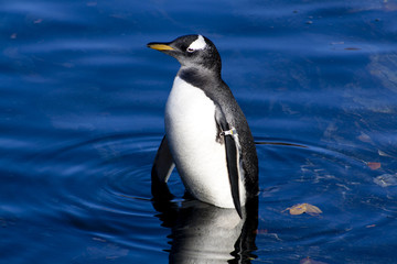 pinguino in mezzo al mare