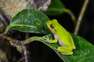 Green Treefrog