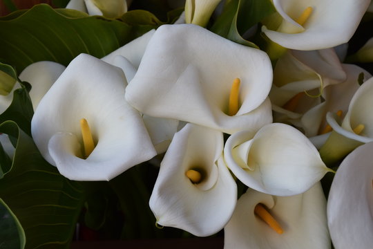 Ein bunter Strau&szlig; wei&szlig;er Calla-Lilien, auch Zantedeschien genannt, aus der Familie der Aronstabgew&auml;chse