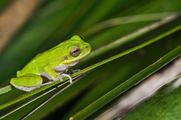 Green Treefrog