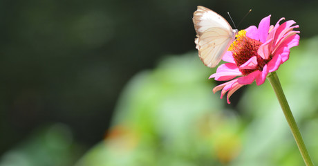 Buterfly garden pink flower