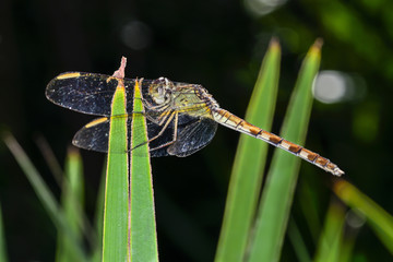 Four-spotted Pennant