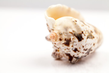 Seashells - colors and texture