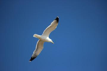 Flying Seagull Bird